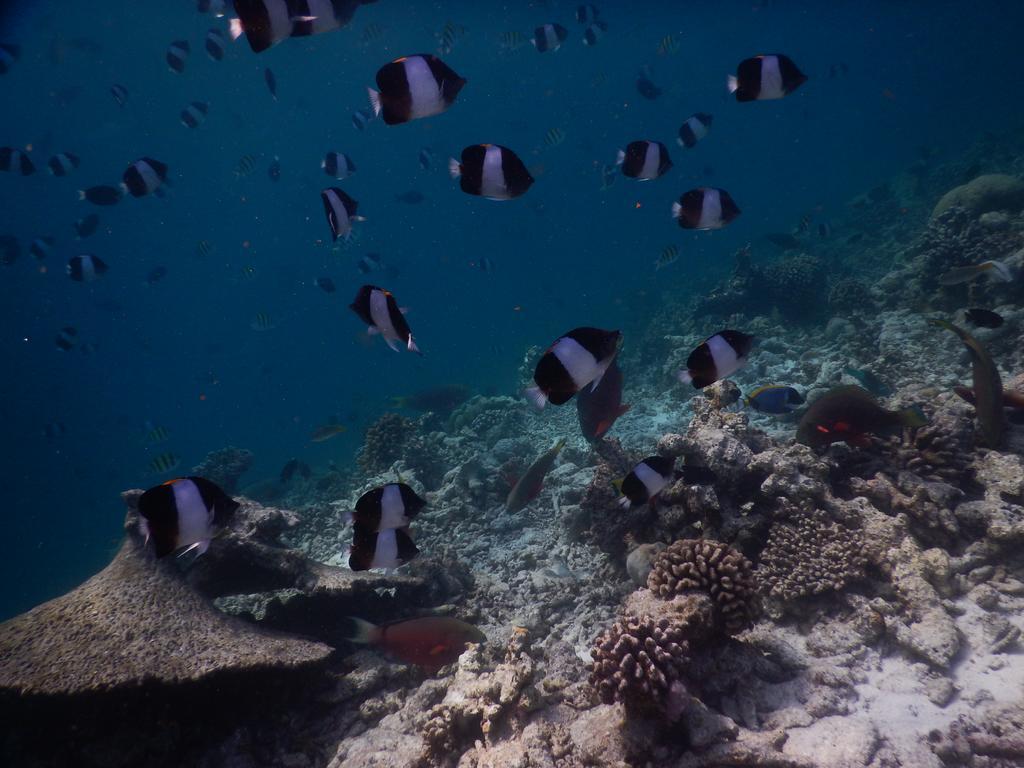 Rasdhoo Coralville מראה חיצוני תמונה